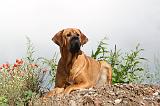 TOSA INU 007